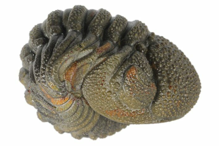 Wide, Bumpy, Enrolled Morocops Trilobite #125159